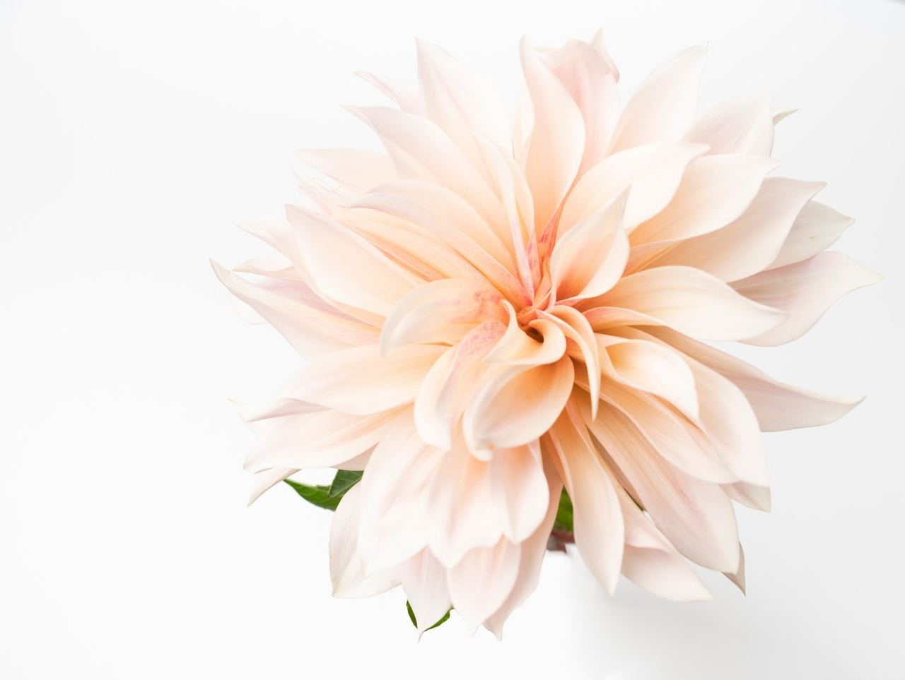 Yvs Flower Studio