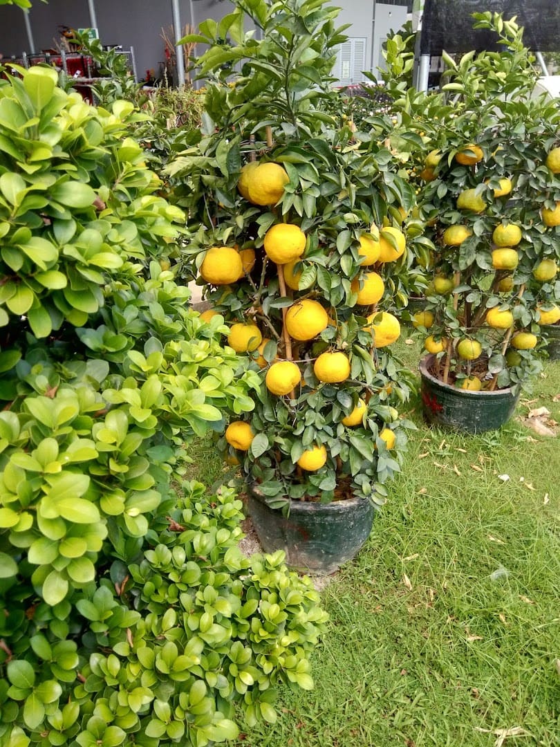 Paragon Florist & Training Centre
