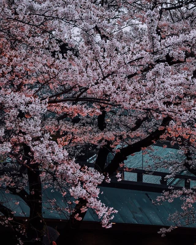 Lam Wang Photography
