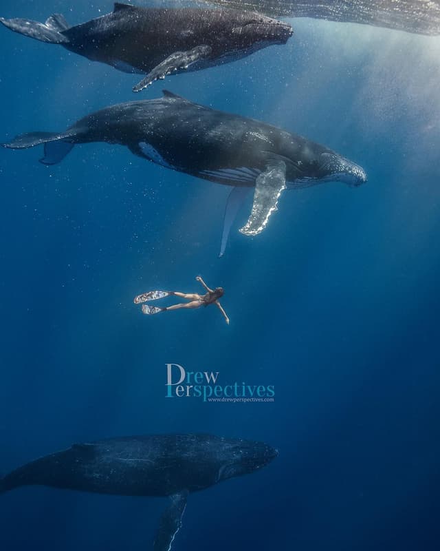 Drewperspectives