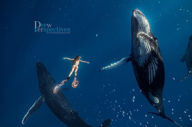 Drewperspectives