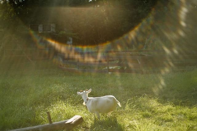 Samuel Goh Photography